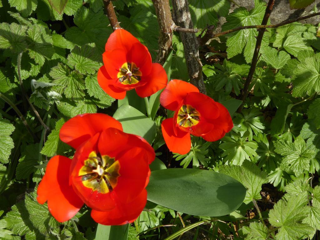 Chez Jean Et Daisy Bed & Breakfast Riehen Luaran gambar
