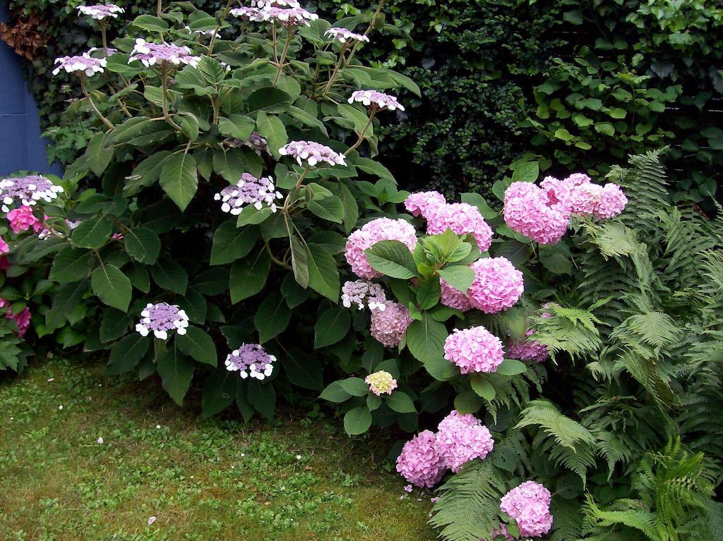 Chez Jean Et Daisy Bed & Breakfast Riehen Luaran gambar